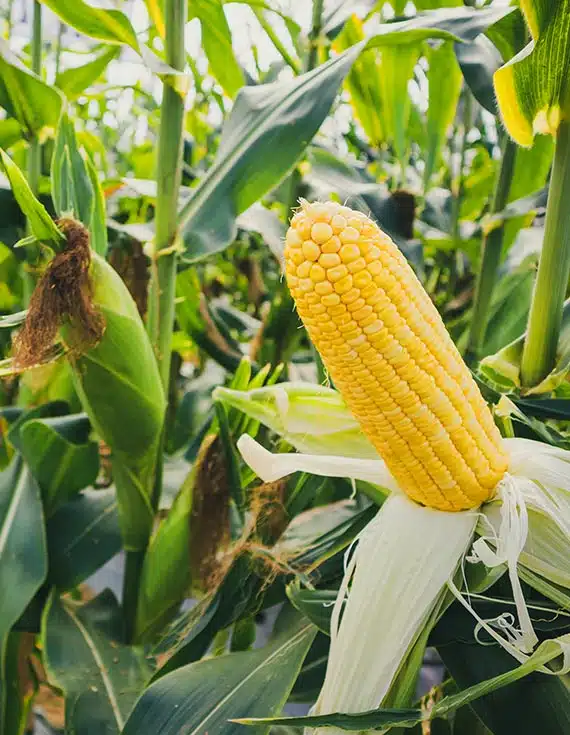 cornr